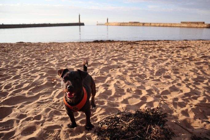 A little black dog named Cole on the sandy Whitby beach, with a calm sea and distant piers in the background.