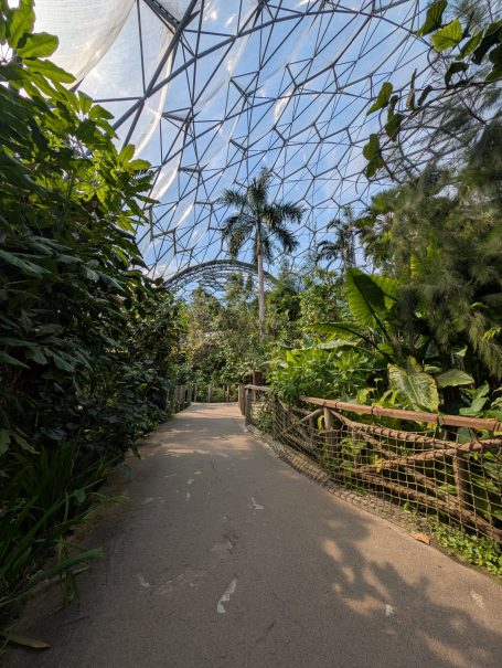 Lush greenery and palm trees alongside a pathway in a tropical conservatory.