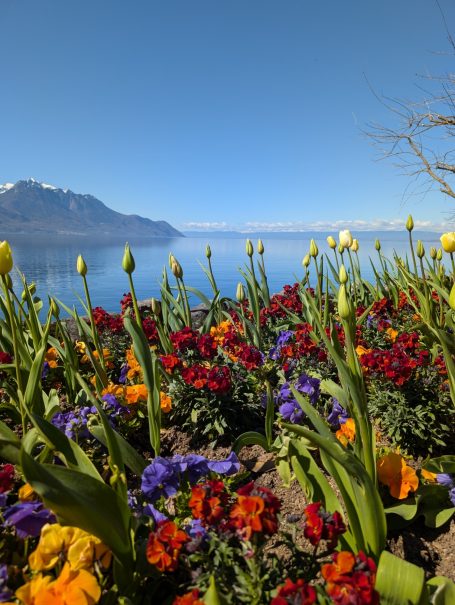 Vibrant flowers in various colours with the serene Lake Geneva and mountains in the background.