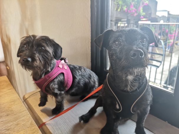 Two small dogs named Daisy & Cole, sit side by side, one wearing a pink harness and the other a black jacket at Healey's Cornish Cyder Farm.
