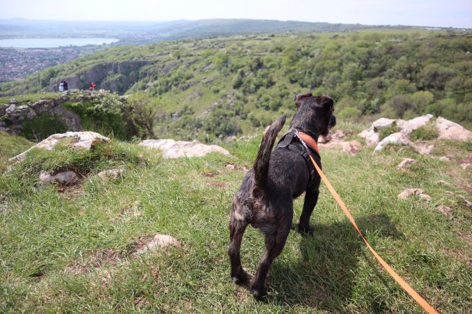 Little black dog called Cole, standing on a grassy hillside, looking out over Cheddar Gorge.