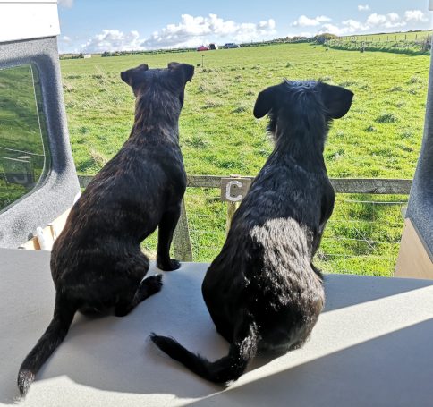 Two small black dogs, called Cole & Daisy sitting side by side, looking out over a green field in Pembrokeshire.