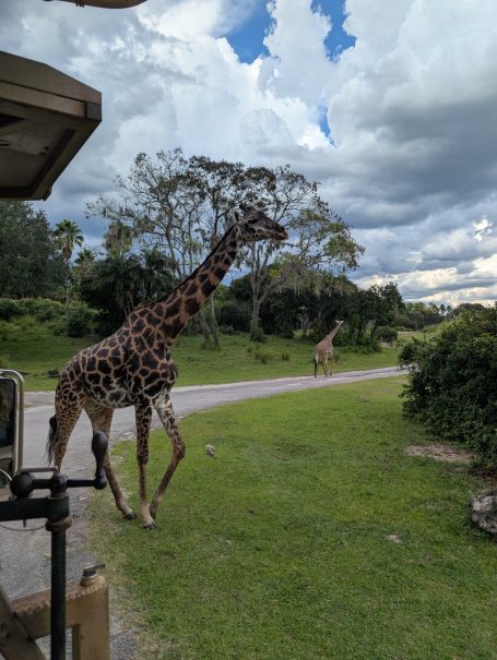 A giraffe walking along a grassy path with trees and clouds in the background.
