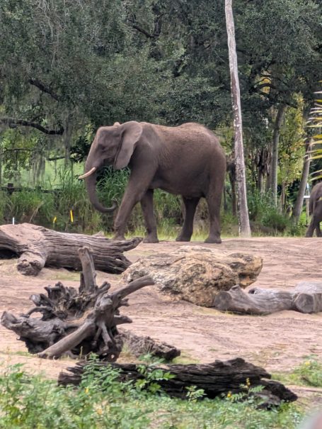 Elephant walking near trees and logs in a natural setting.