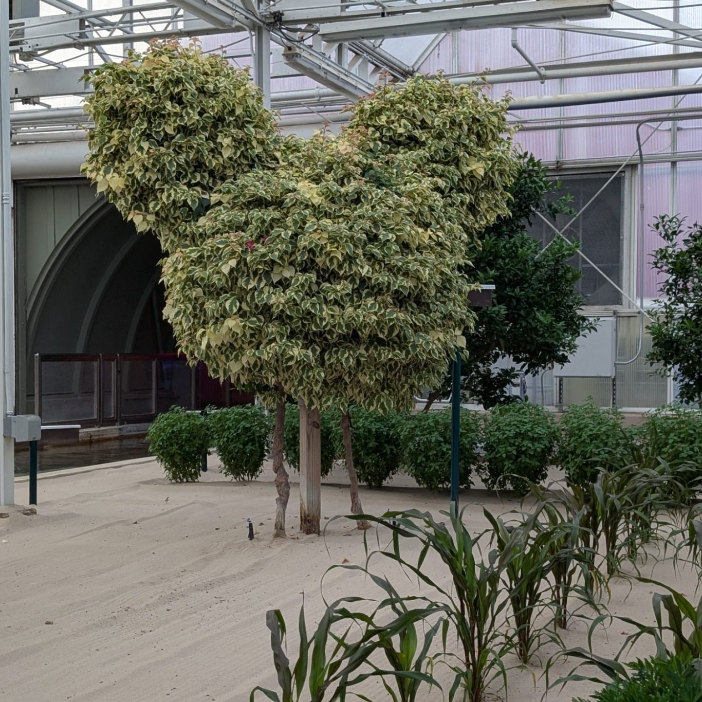 Topiary shaped like Mickey Mouse surrounded by various plants in a greenhouse setting.