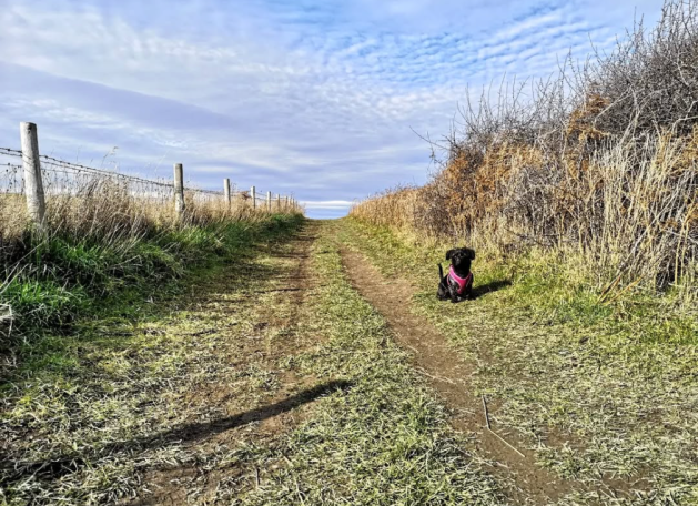 Little black dog called Daisy, sitting on some grass along the Cleveland Way, surrounded by a mix of cloudy and blue sky.