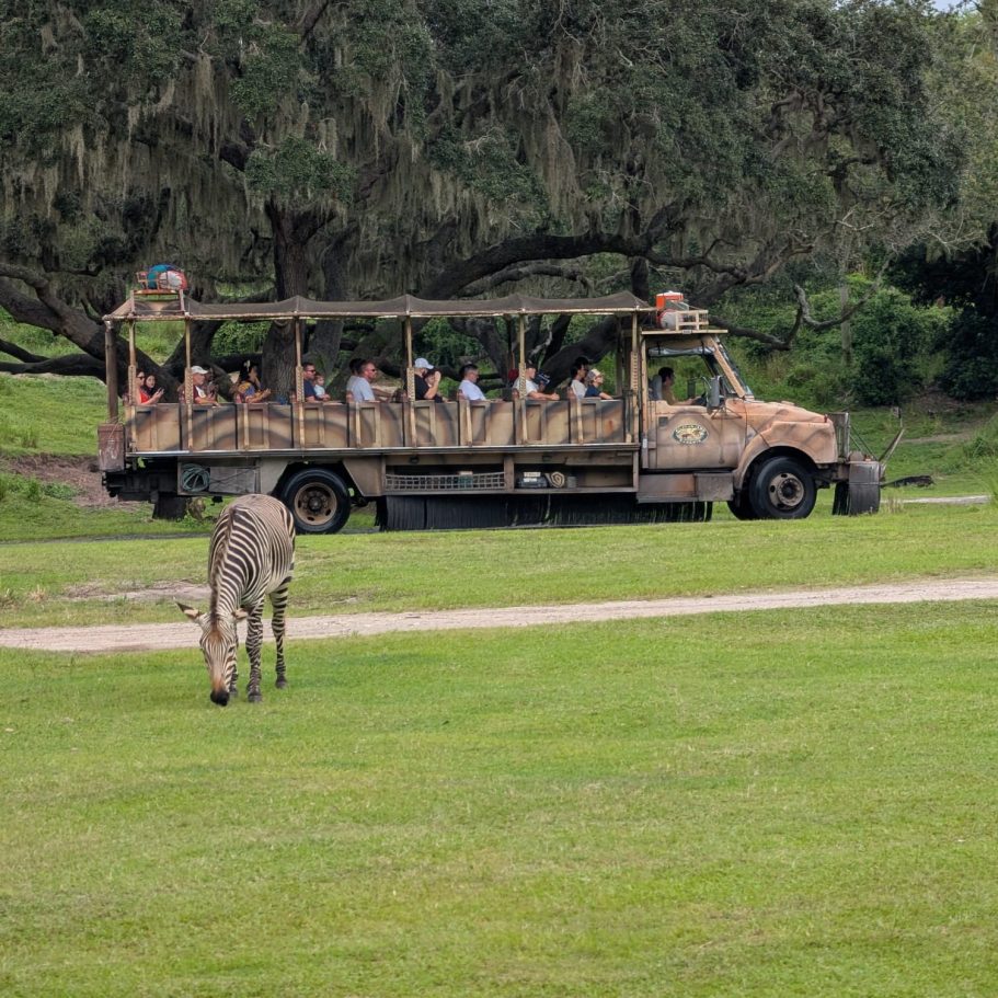 A zebra grazes nearby a safari vehicle with passengers on a grassy area.