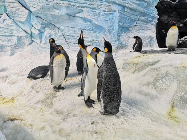 A group of emperor penguins on icy terrain, surrounded by blue ice formations.