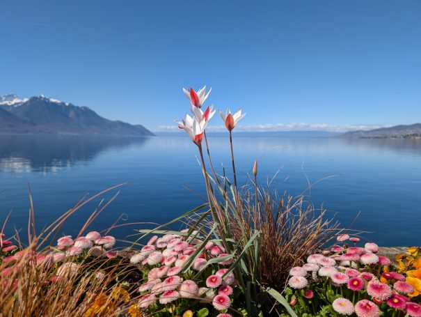 Bright flowers in the foreground with the serene Lake Geneva and mountains under a clear blue sky.