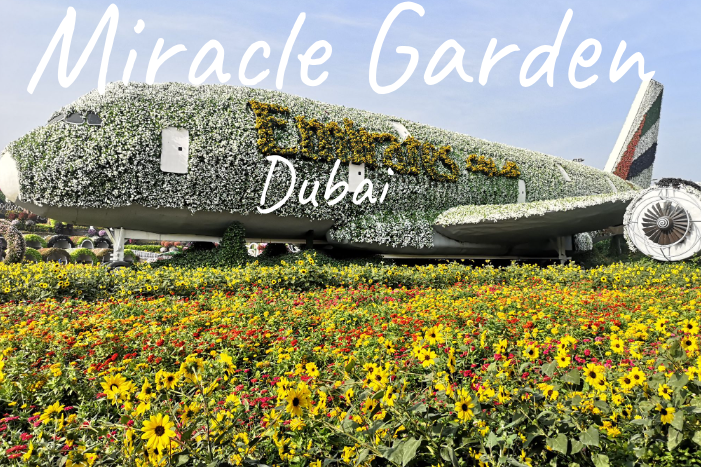 A flower-adorned Emirates A380 airplane in Dubai's Miracle Garden with vibrant blooms around it.
