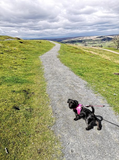 A small black dog named Daisy standing on a gravel path in a green landscape in the North York Moors.