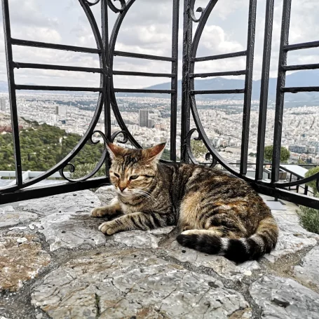 Tabby cat lying on a stone surface with Athens city view in the background.