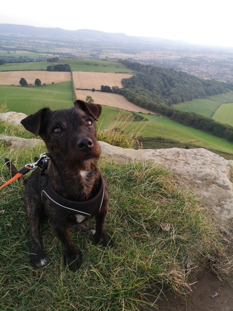 Little black dog called Cole, sitting on top of Roseberry Topping, with rolling hills and a cloudy sky surrounding him.