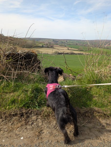 A small black dog, named Daisy wearing a pink harness gazes at the green landscape of the North York Moors