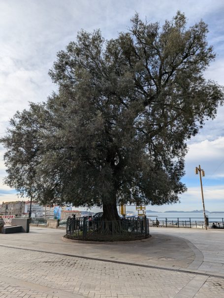 A large olive tree stands in a circular plaza near the waterfront.