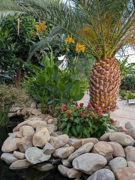 Tropical garden featuring a palm tree, vibrant flowers, and smooth stones by a pond.