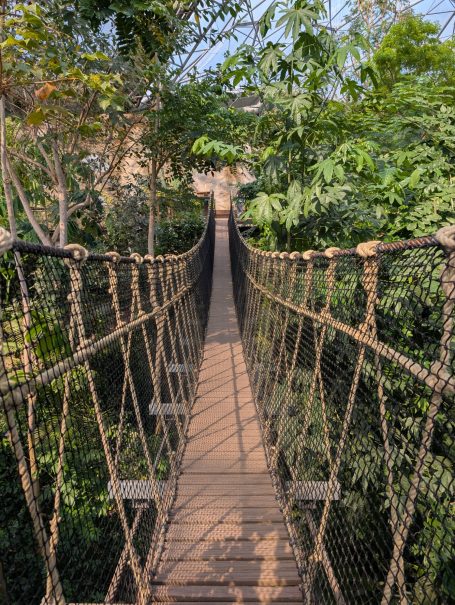 A narrow suspension bridge surrounded by lush greenery.