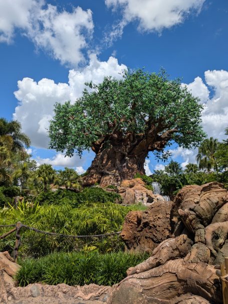 A large, green tree with a sturdy trunk surrounded by rocks and lush vegetation under a blue sky.